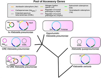 Colonization, Infection, and the Accessory Genome of Klebsiella pneumoniae